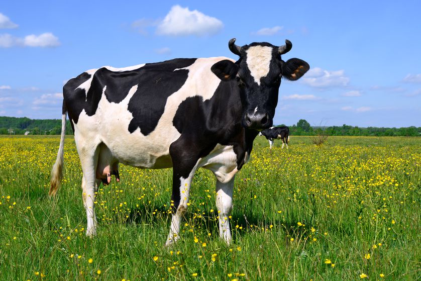 cow-in-pasture.jpg.838x0_q80