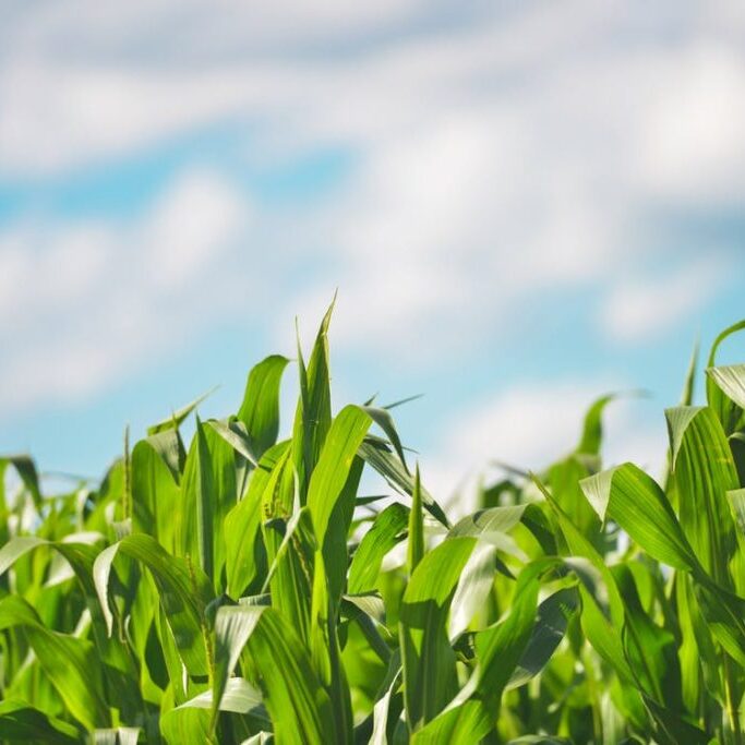 field-agriculture-farm-cereals